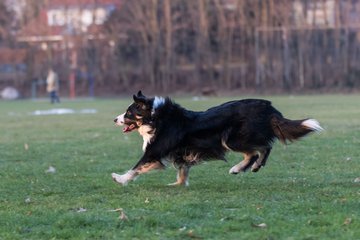 Bild 22 - Hundeshooting